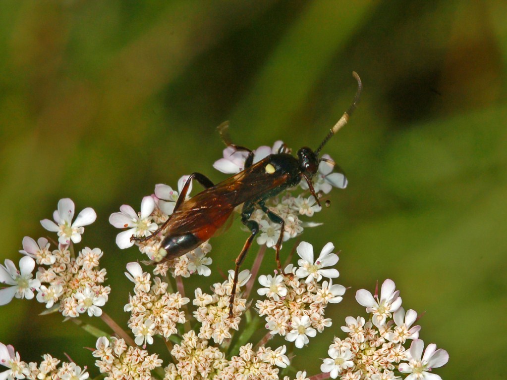 Un ichneumonide da identificare